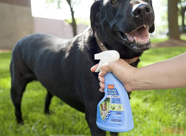 Sprays to protect your dog from ticks