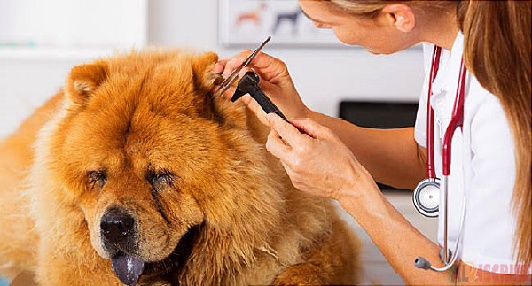 Ear Infections in dogs