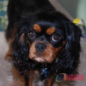 5 Cool Facts About Cavalier King Charles Spaniel