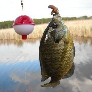 Bluegills Fishing Tips