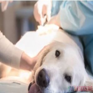  How to find out Health Problems in Dogs