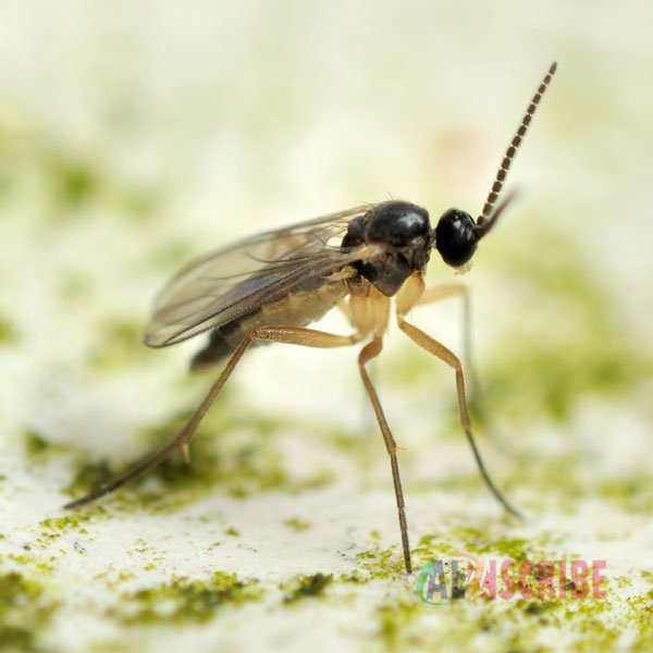 How To Get Rid Of Gnats With Pest Control