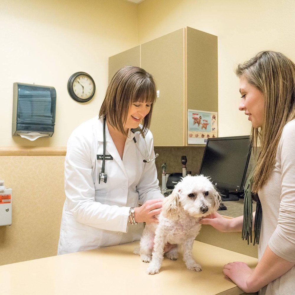Mobile Vet Winnipeg: Providing Quality Care For Your Pets