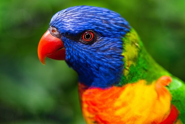 Reasons To Invest In Bird Toys
