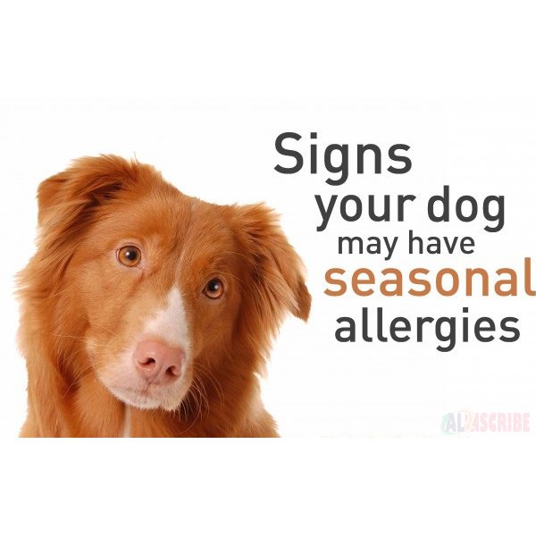 Signs of Seasonal Allergies in Dogs