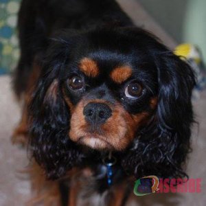 5 Cool Facts About Cavalier King Charles Spaniel