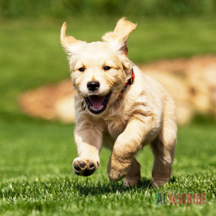 Top Dog Breeds In Mexico