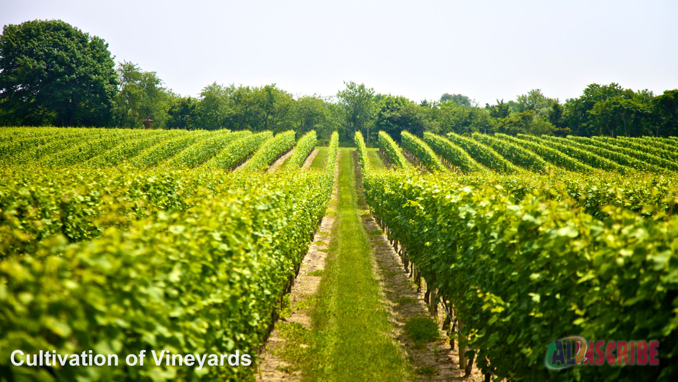 cultivation of vineyards