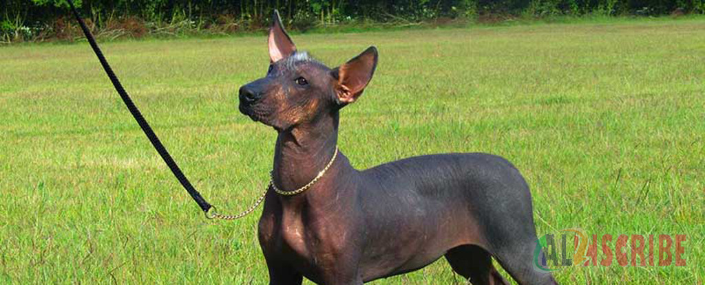 Mexico Hairless Dog