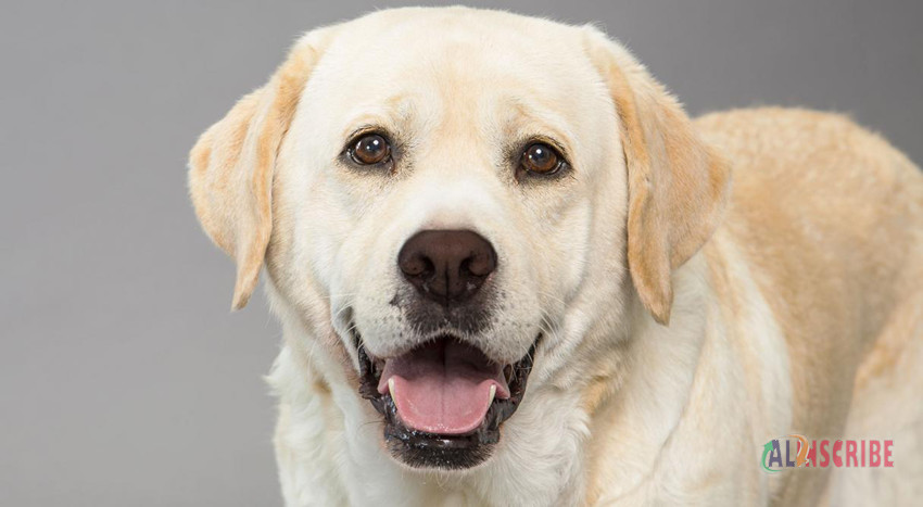 labrador dog