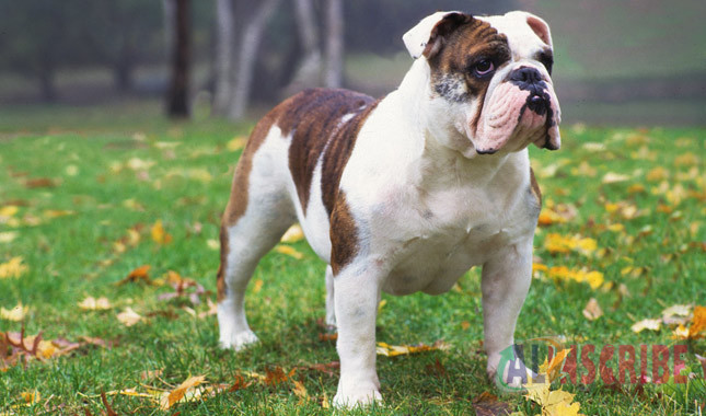 bulldog