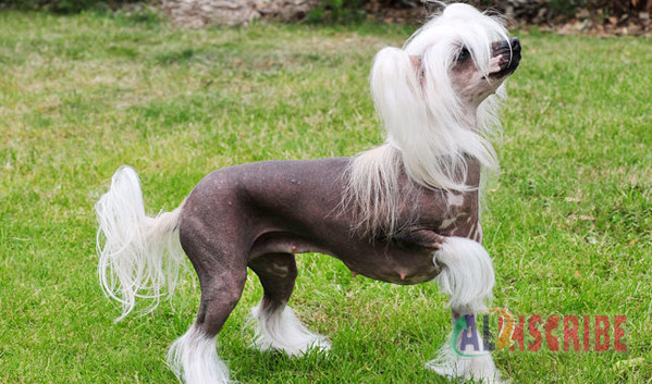 Chinese Crested Dog