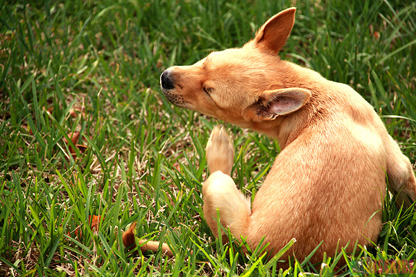 Seasonal Allergies in dogs scratching