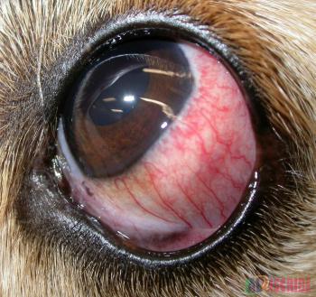 Seasonal Allergies in dogs red eyes
