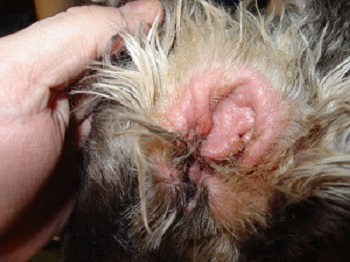 Seasonal Allergies in dogs red ears