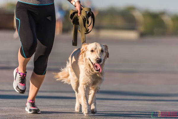 Training your dog to go on walks