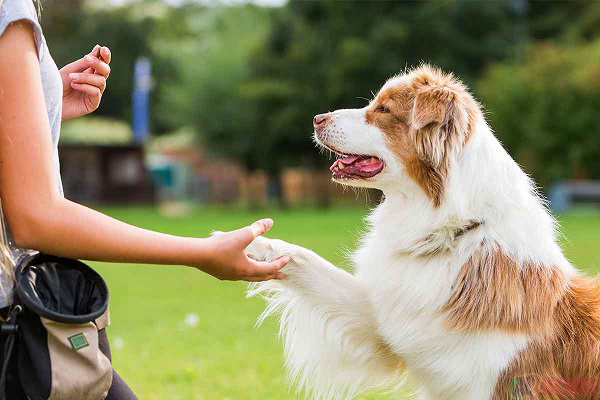 Training your dog to understand basic commands