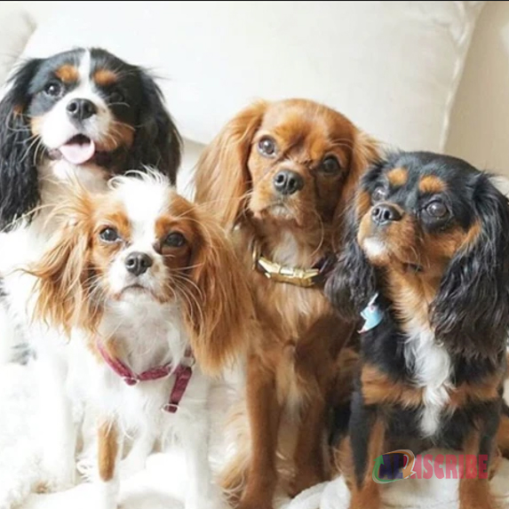 Shades Of Cavalier King Charles Spaniel