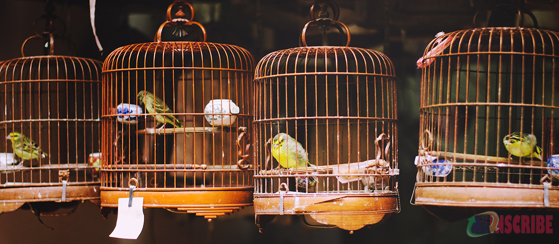 Bird cages