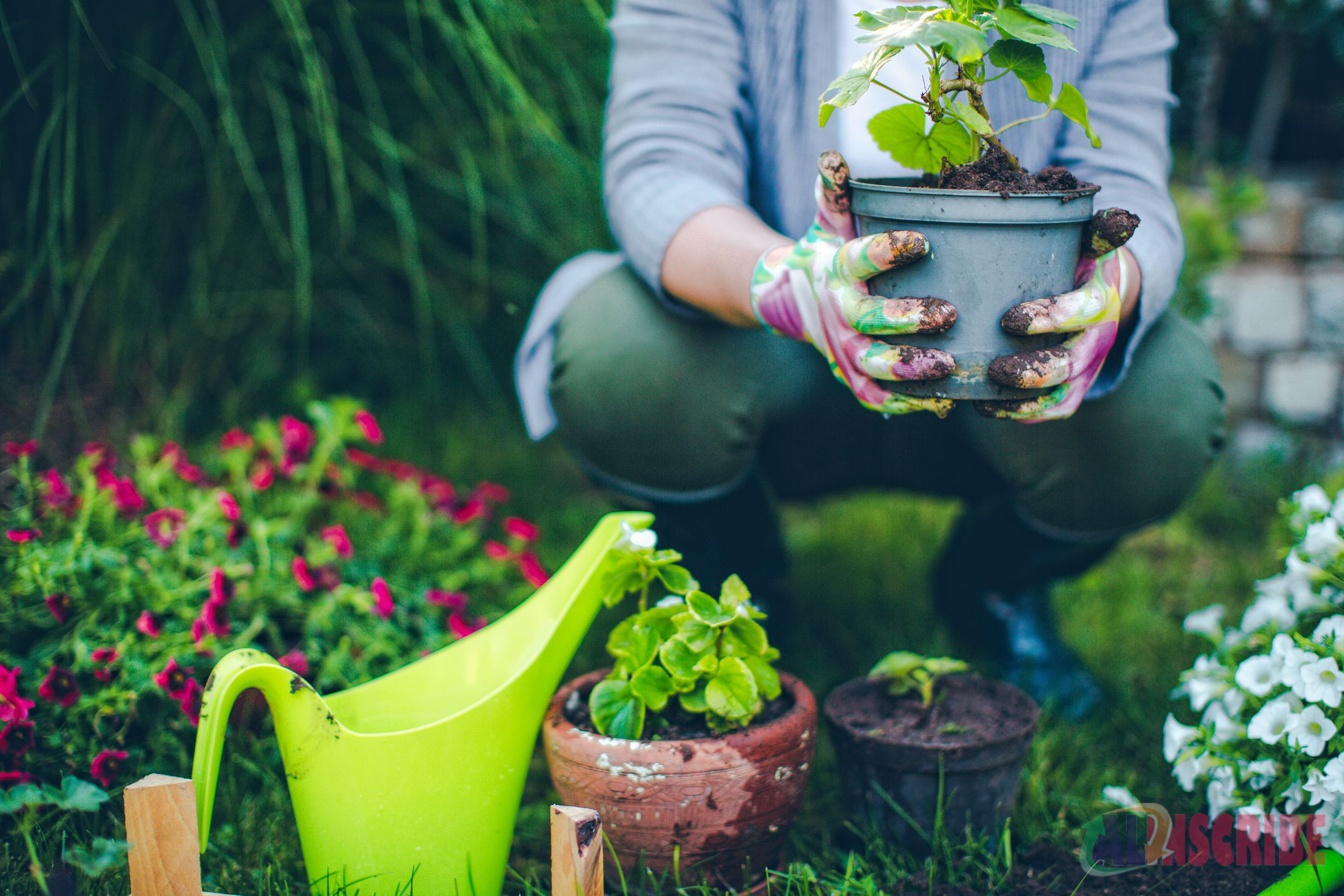 Gardening as a hobby