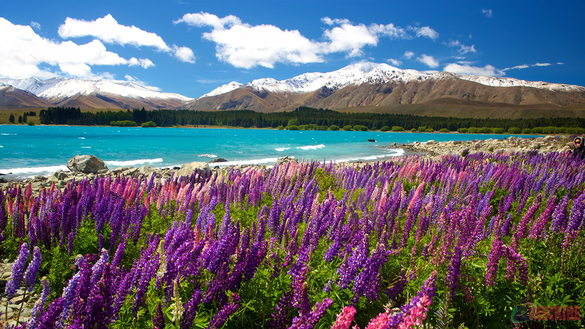 Lake Tekapo, New Zealand